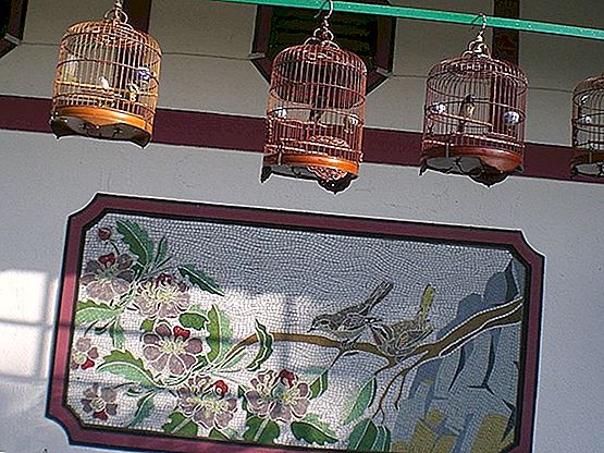 Apprenez Ã  connaÃ®tre la ville oÃ¹ les gens promÃ¨nent des oiseaux en cage