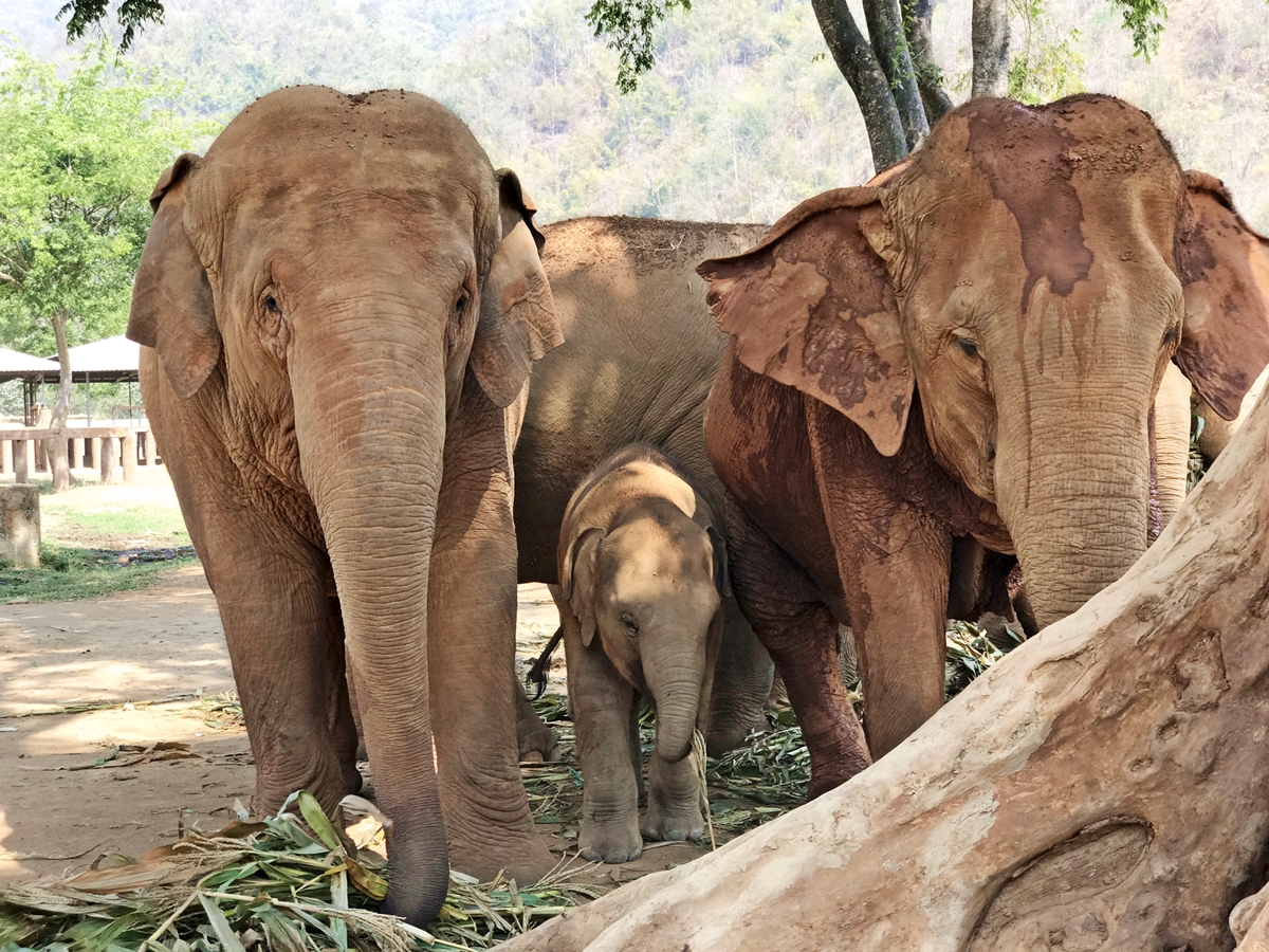 Elephant Nature Park : un lieu Ã©thique pour voir des Ã©lÃ©phants Ã  Chiang Mai ?