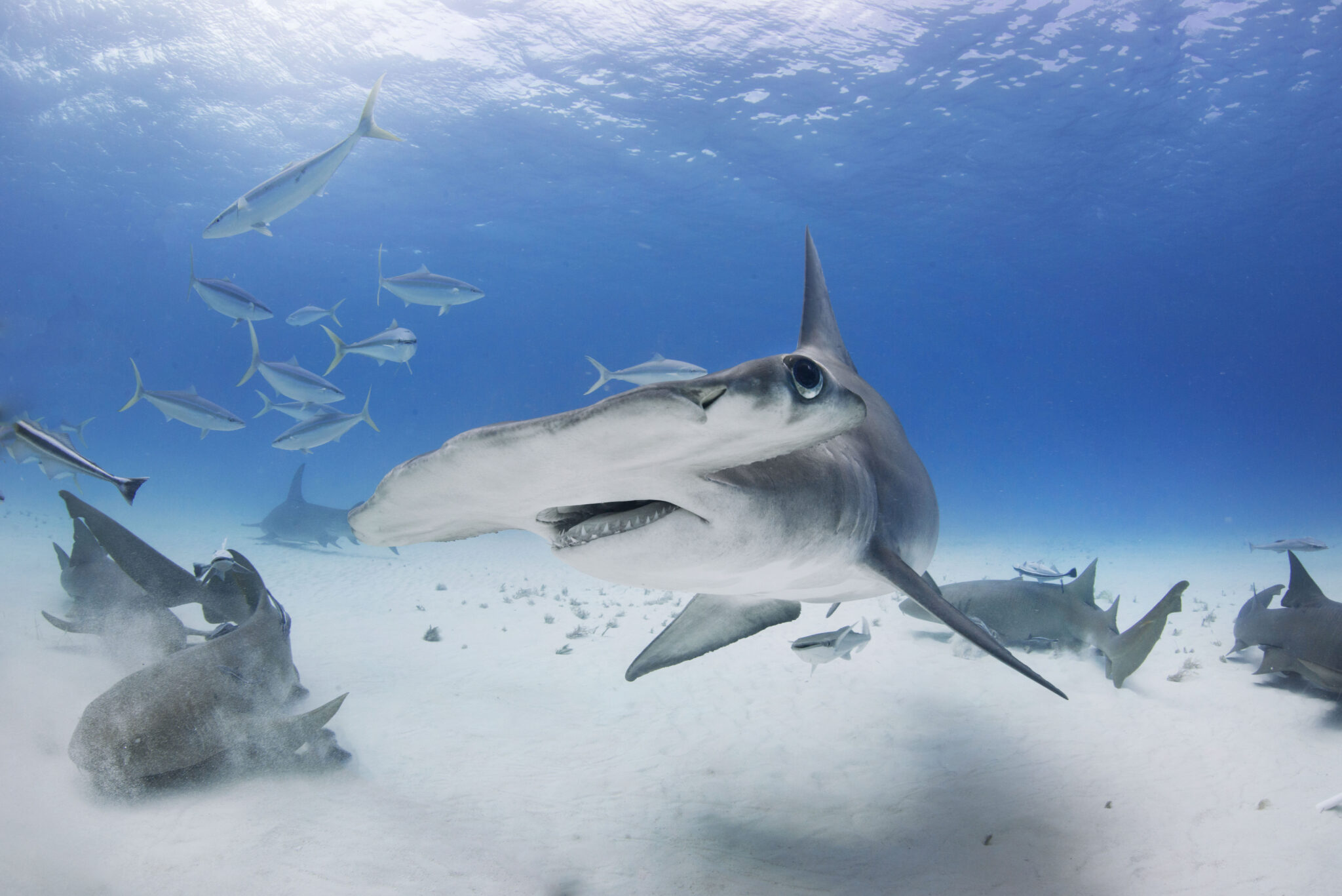 Visitez les meilleures destinations pour plonger avec les requins
