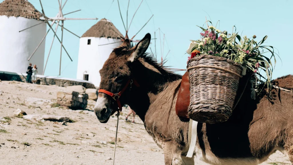Où manger pas cher à Mykonos ? Pistes réalistes