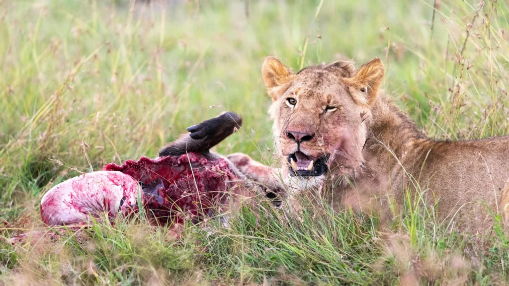 Kenya : safari dans le Masai Mara