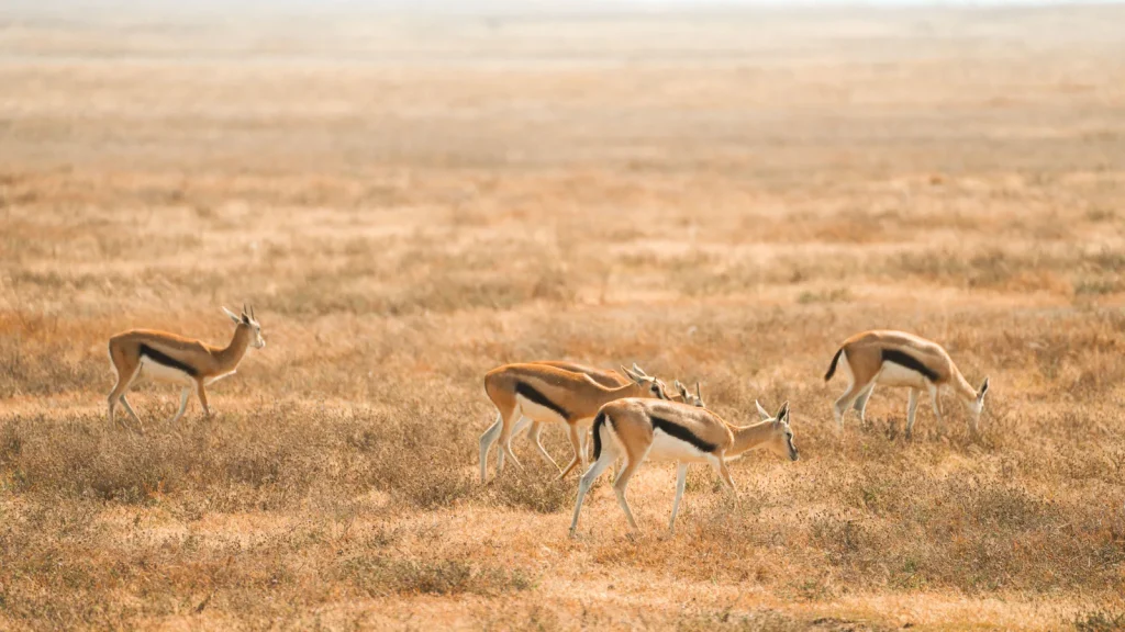 Tanzanie : quand partir selon safari, plages et saison des pluies ?